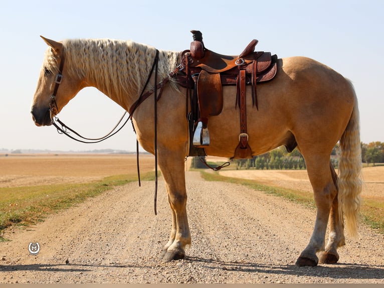 American Quarter Horse Ruin 5 Jaar 165 cm Palomino in Windom Mn