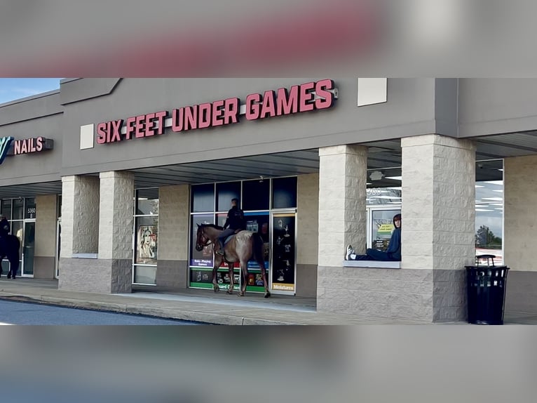 American Quarter Horse Mix Ruin 5 Jaar 165 cm Roan-Red in Gap