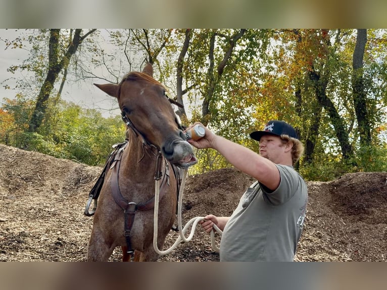 American Quarter Horse Mix Ruin 5 Jaar 165 cm Roan-Red in Gap