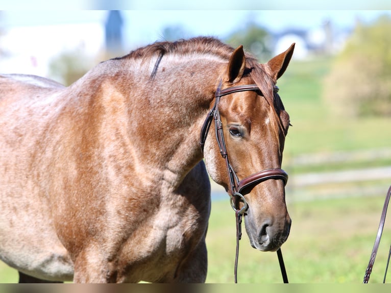 American Quarter Horse Mix Ruin 5 Jaar 165 cm Roan-Red in Gap