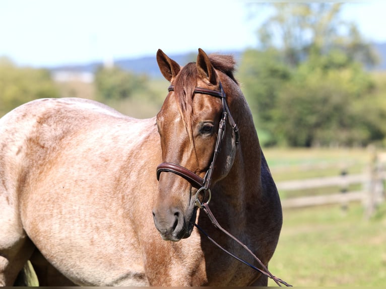 American Quarter Horse Mix Ruin 5 Jaar 165 cm Roan-Red in Gap