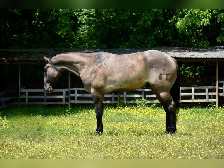 American Quarter Horse Ruin 5 Jaar 168 cm Falbe in Sweet Springs MO