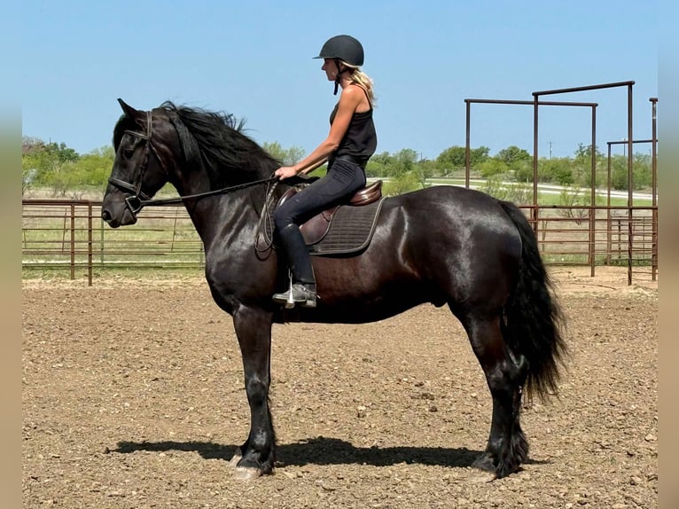 American Quarter Horse Ruin 5 Jaar 168 cm Zwart in Jacksboro TX