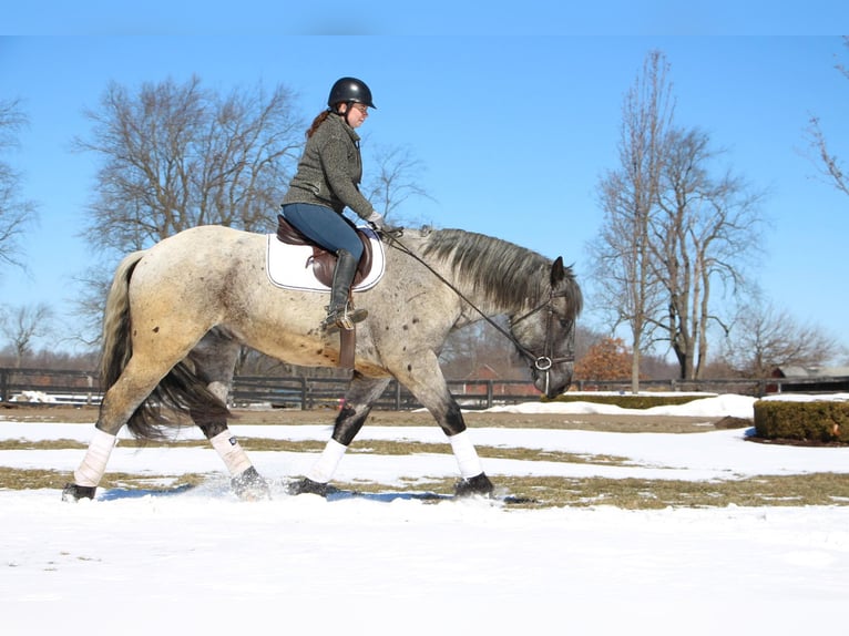 American Quarter Horse Ruin 5 Jaar 170 cm Roan-Blue in Highland MI