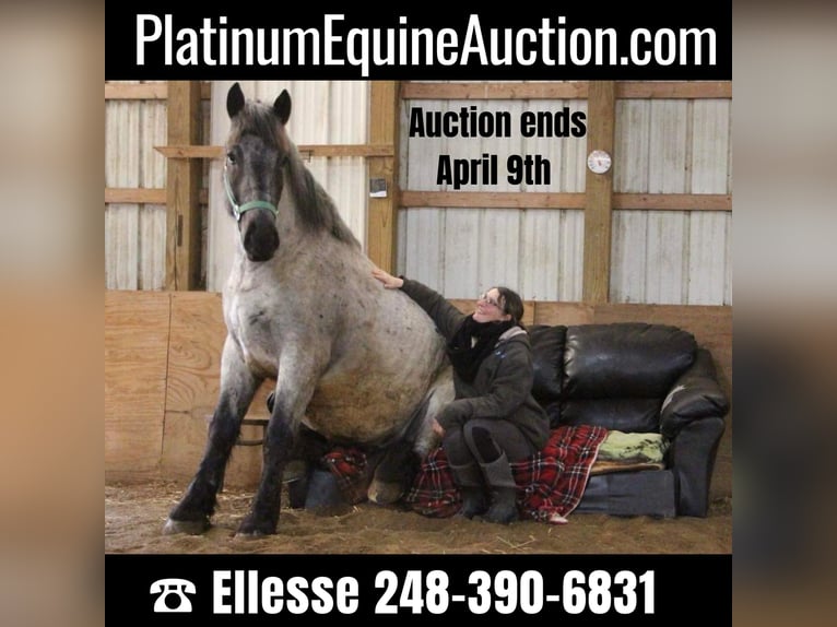 American Quarter Horse Ruin 5 Jaar 170 cm Roan-Blue in Highland MI