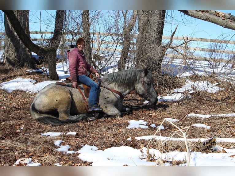 American Quarter Horse Ruin 5 Jaar 170 cm Roan-Blue in Highland MI