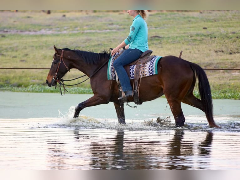 American Quarter Horse Ruin 5 Jaar 170 cm  in Athens