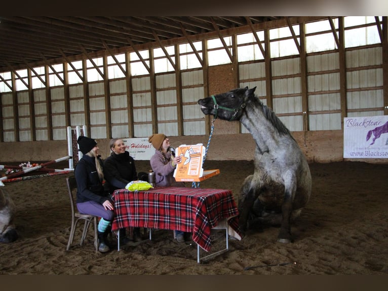 American Quarter Horse Ruin 5 Jaar 170 cm in Highland MI