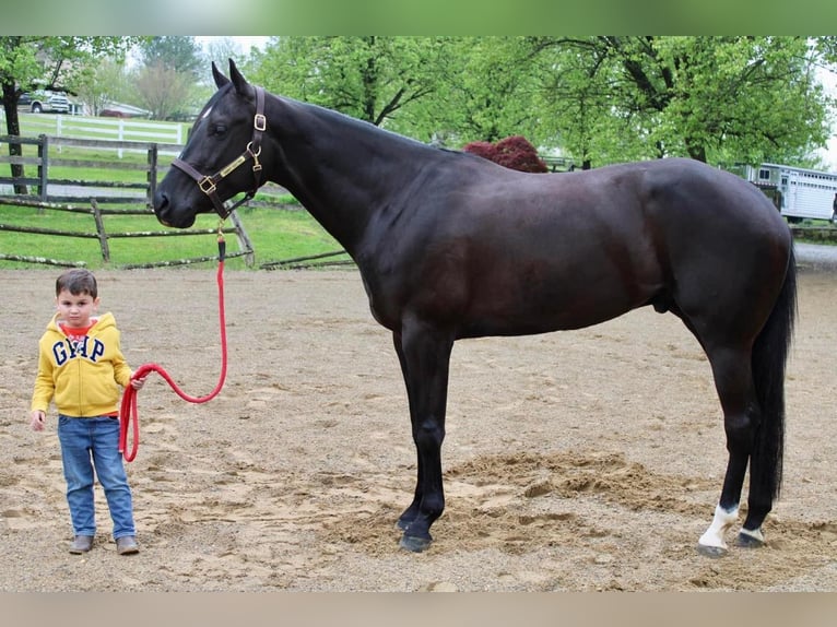 American Quarter Horse Ruin 5 Jaar 170 cm Zwart in Allentown, NJ