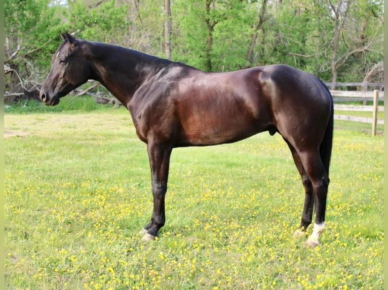 American Quarter Horse Ruin 5 Jaar 170 cm Zwart in Allentown, NJ