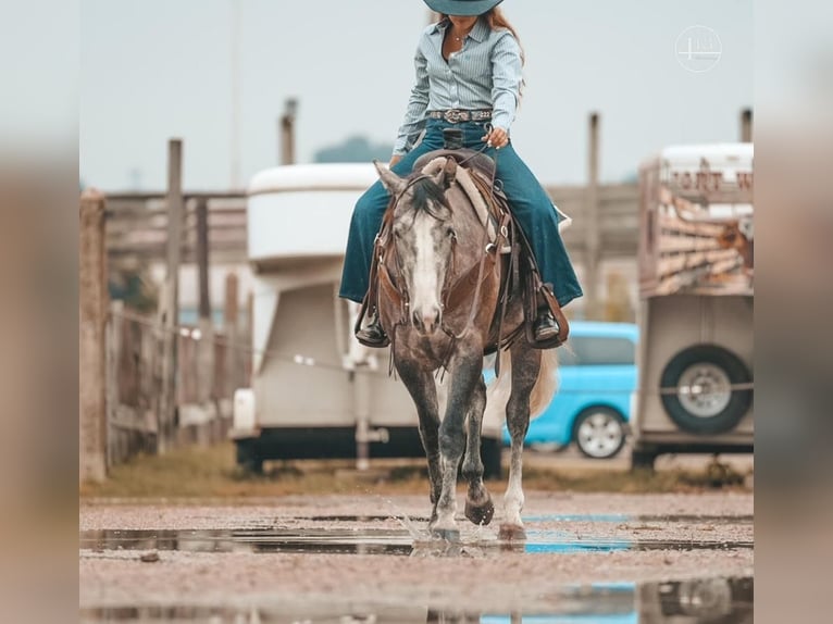 American Quarter Horse Ruin 5 Jaar Appelschimmel in Weatherford, TX