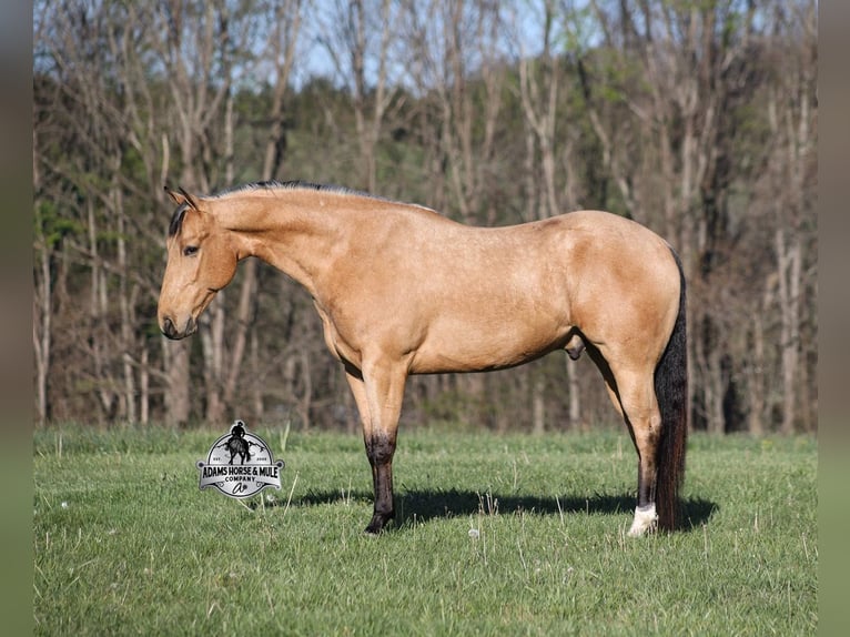 American Quarter Horse Ruin 5 Jaar Buckskin in Mount Vernon