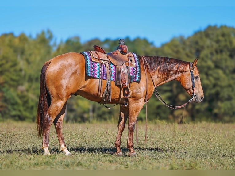 American Quarter Horse Ruin 5 Jaar Buckskin in Lyles
