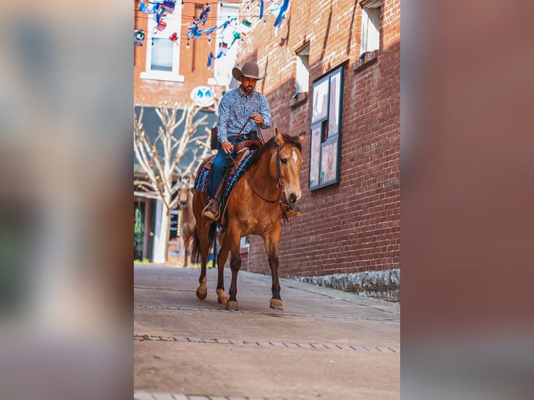 American Quarter Horse Ruin 5 Jaar Buckskin in Lyles