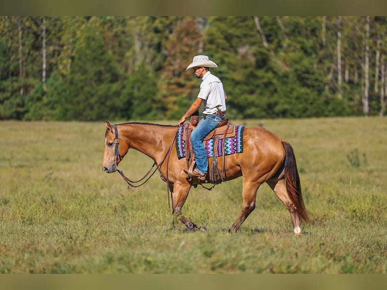 American Quarter Horse Ruin 5 Jaar Buckskin in Lyles