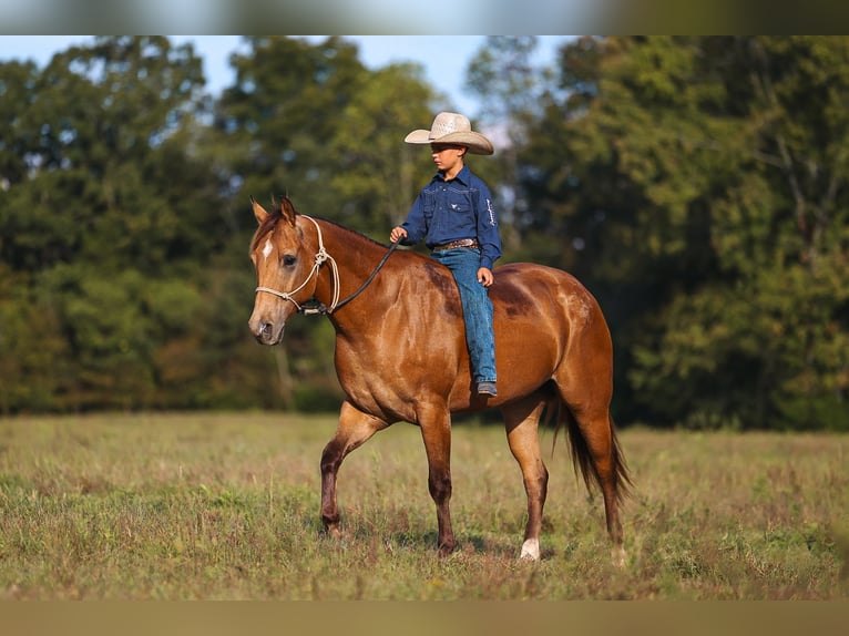 American Quarter Horse Ruin 5 Jaar Buckskin in Lyles