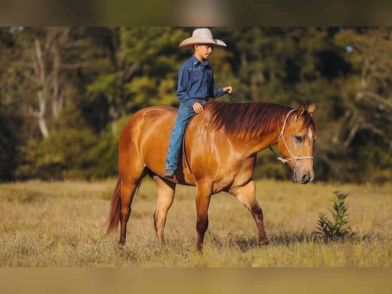 American Quarter Horse Ruin 5 Jaar Buckskin in Lyles