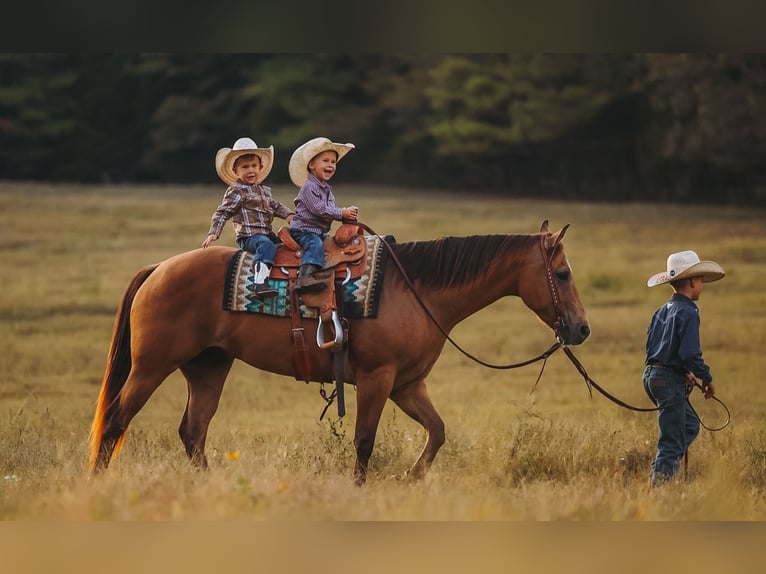 American Quarter Horse Ruin 5 Jaar Buckskin in Lyles