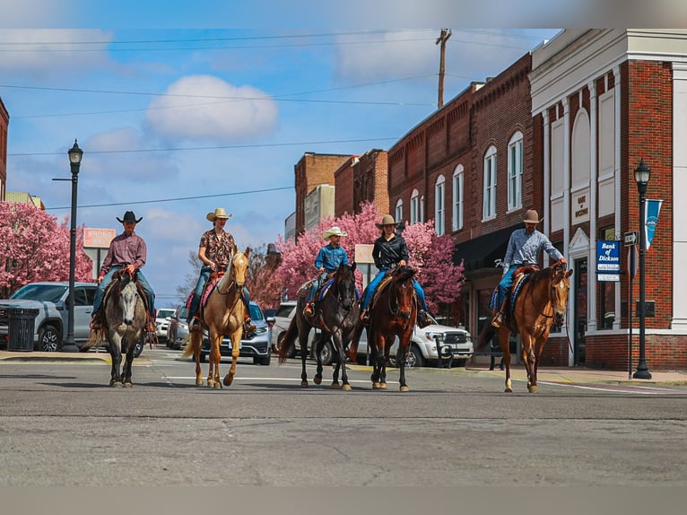 American Quarter Horse Ruin 5 Jaar Buckskin in Lyles