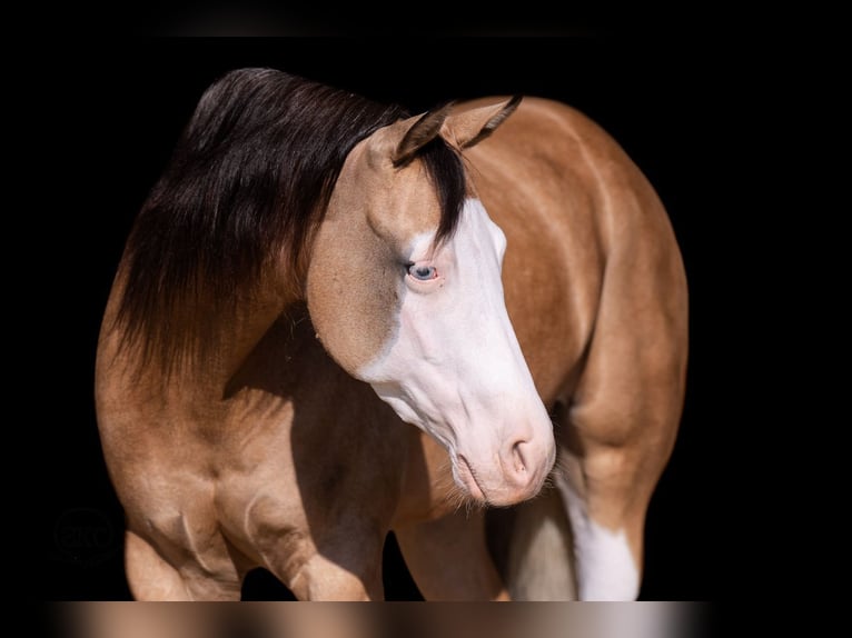 American Quarter Horse Ruin 5 Jaar Buckskin in Canyon