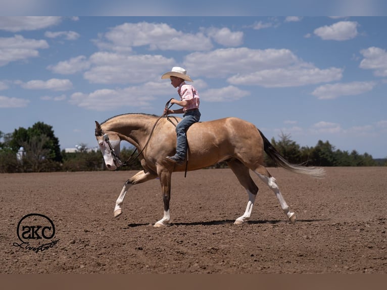 American Quarter Horse Ruin 5 Jaar Buckskin in Canyon