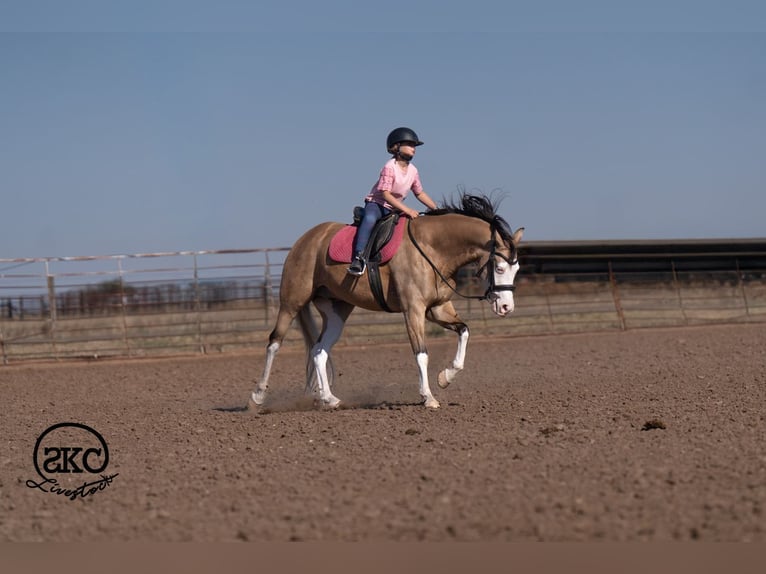 American Quarter Horse Ruin 5 Jaar Buckskin in Canyon