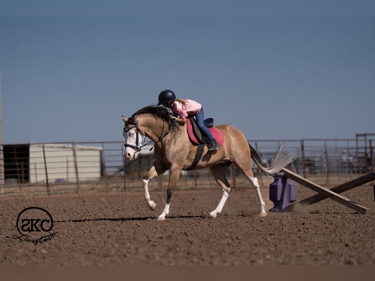 American Quarter Horse Ruin 5 Jaar Buckskin in Canyon