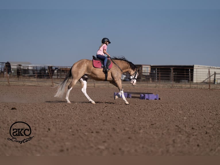 American Quarter Horse Ruin 5 Jaar Buckskin in Canyon