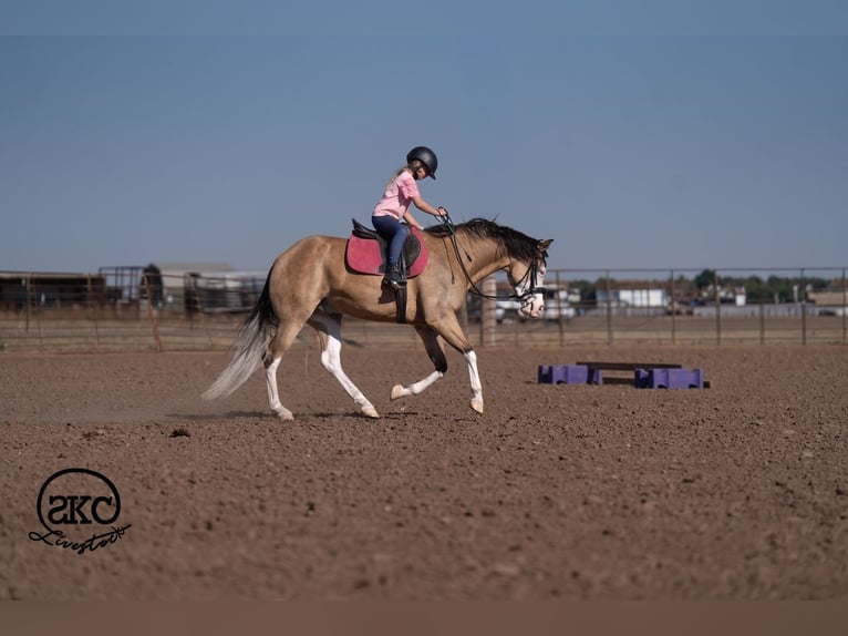 American Quarter Horse Ruin 5 Jaar Buckskin in Canyon