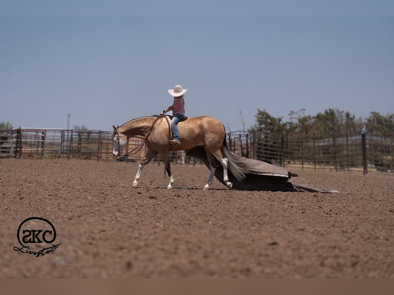 American Quarter Horse Ruin 5 Jaar Buckskin in Canyon