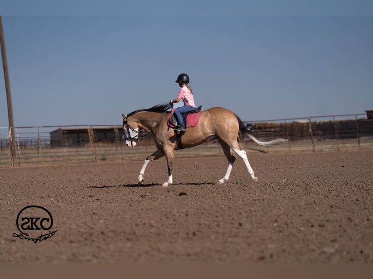 American Quarter Horse Ruin 5 Jaar Buckskin in Canyon