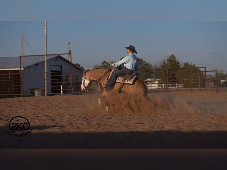American Quarter Horse Ruin 5 Jaar Buckskin in Canyon