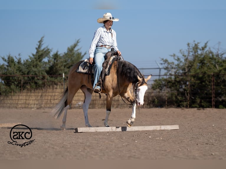 American Quarter Horse Ruin 5 Jaar Buckskin in Canyon
