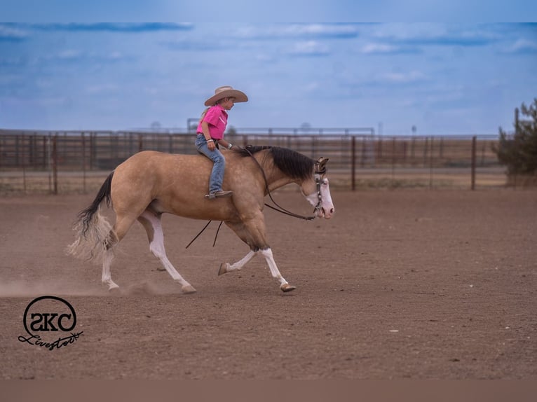 American Quarter Horse Ruin 5 Jaar Buckskin in Canyon