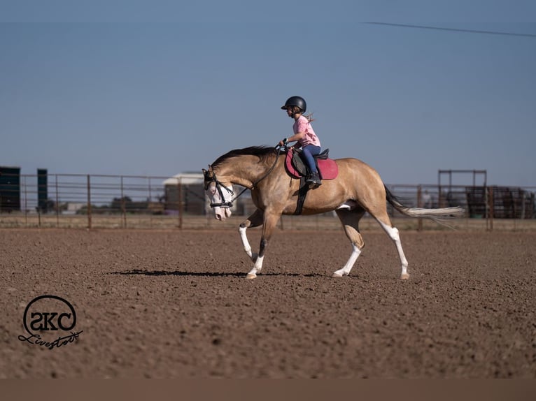 American Quarter Horse Ruin 5 Jaar Buckskin in Canyon