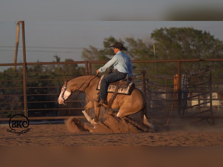 American Quarter Horse Ruin 5 Jaar Buckskin in Canyon