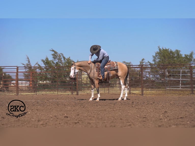 American Quarter Horse Ruin 5 Jaar Buckskin in Canyon