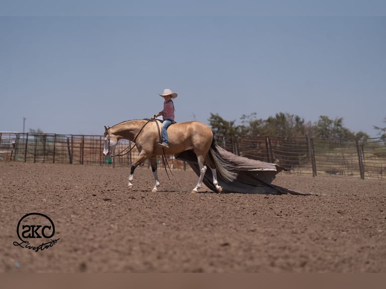 American Quarter Horse Ruin 5 Jaar Buckskin in Canyon