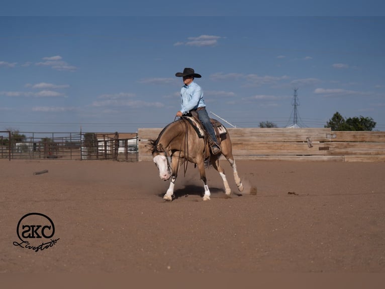 American Quarter Horse Ruin 5 Jaar Buckskin in Canyon