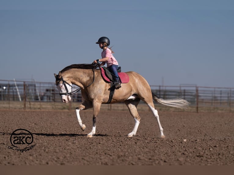American Quarter Horse Ruin 5 Jaar Buckskin in Canyon
