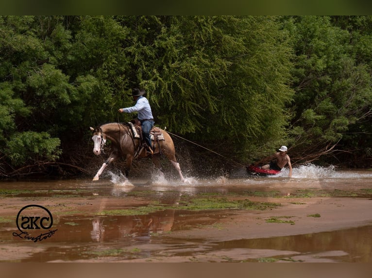 American Quarter Horse Ruin 5 Jaar Buckskin in Canyon
