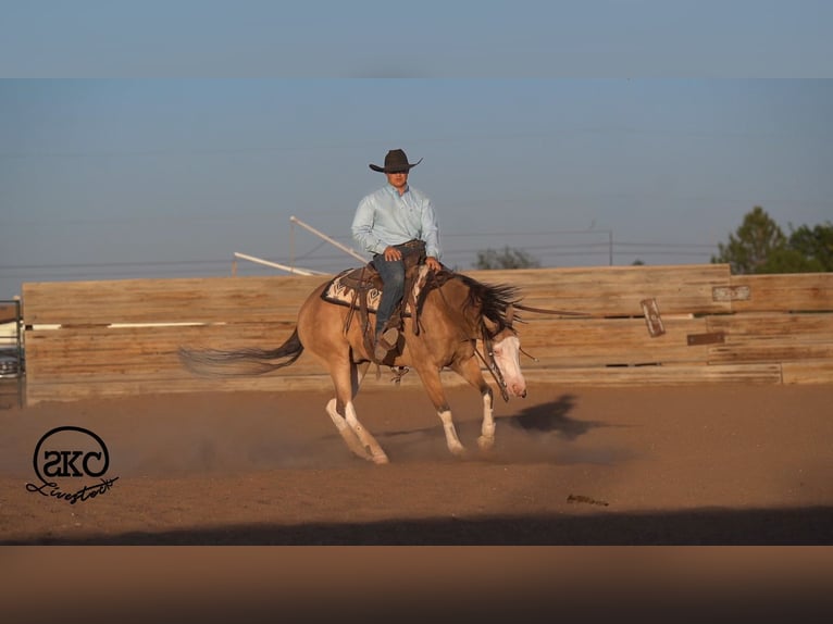 American Quarter Horse Ruin 5 Jaar Buckskin in Canyon