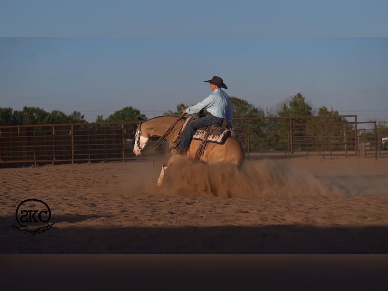 American Quarter Horse Ruin 5 Jaar Buckskin in Canyon