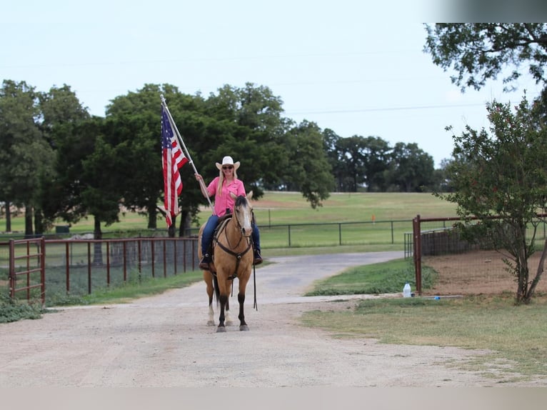 American Quarter Horse Ruin 5 Jaar Buckskin in Joshua, TX