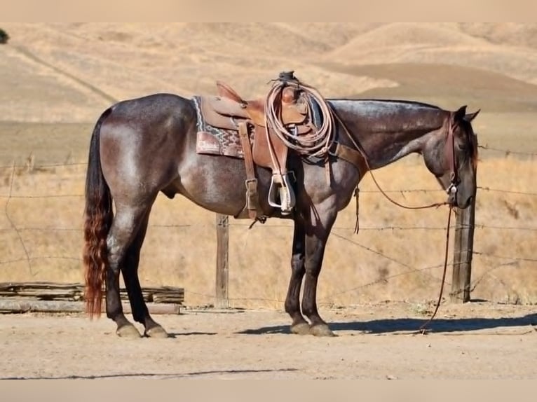 American Quarter Horse Ruin 5 Jaar Buckskin in Tres Pinos