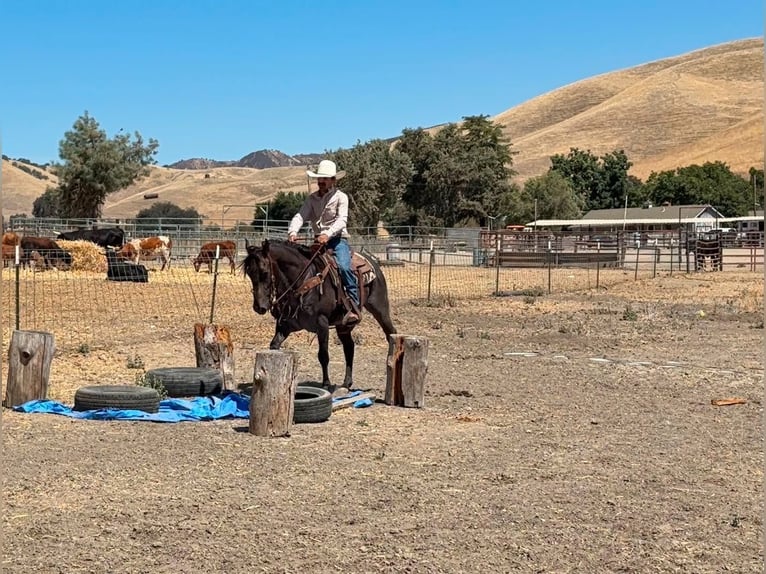 American Quarter Horse Ruin 5 Jaar Buckskin in Tres Pinos