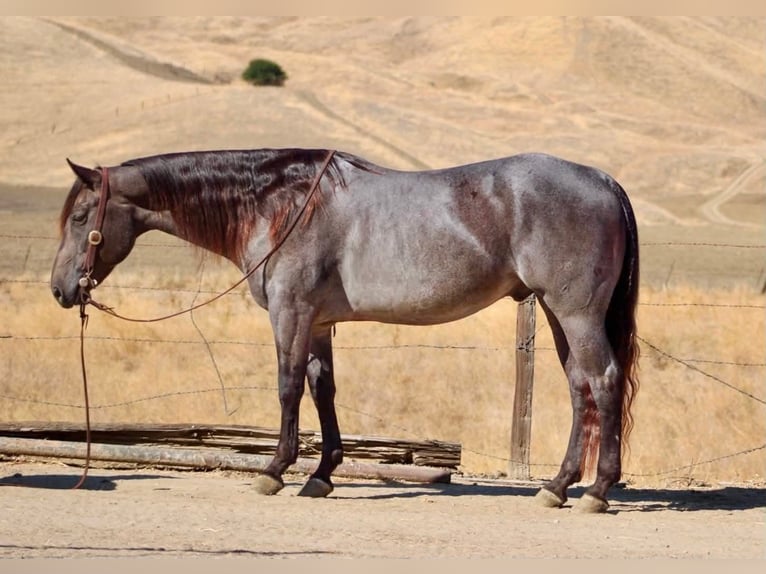 American Quarter Horse Ruin 5 Jaar Buckskin in Tres Pinos