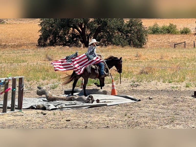 American Quarter Horse Ruin 5 Jaar Buckskin in Tres Pinos