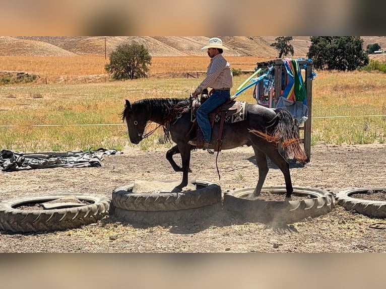 American Quarter Horse Ruin 5 Jaar Buckskin in Tres Pinos