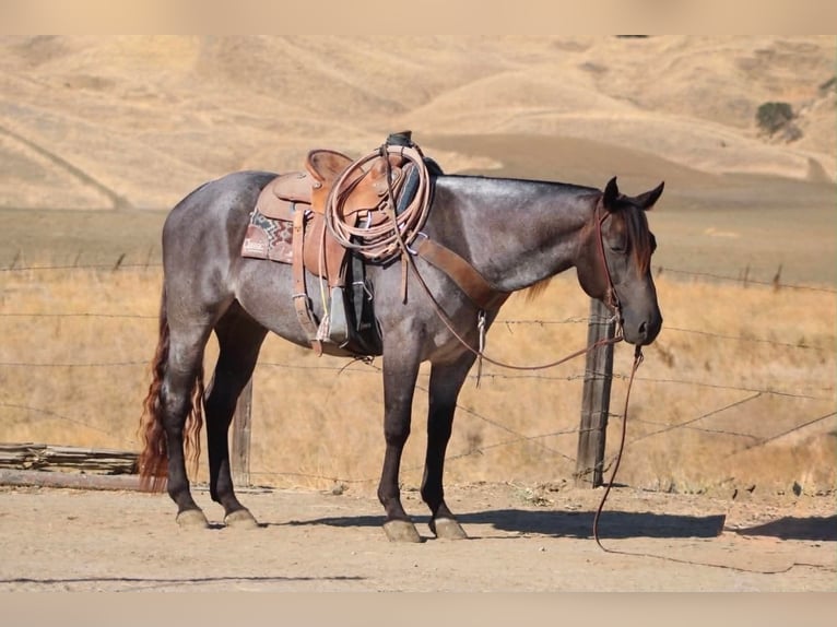 American Quarter Horse Ruin 5 Jaar Buckskin in Tres Pinos